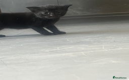 Domestic Shorthair cats for sale: 3 Gorgeous Kittens!! - Image 11