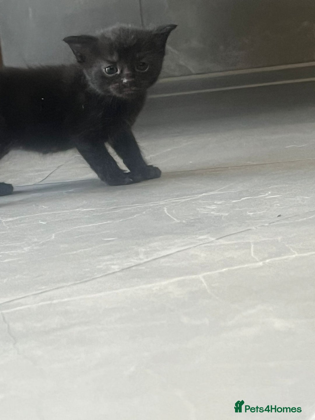 Domestic Shorthair cats for sale: 3 Gorgeous Kittens!! - Image 11