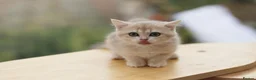 British Shorthair cats for sale: TICA Blue Golden BSH/BLH kittens looking for homes - Advert 11