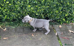 Staffordshire Bull Terrier dogs for sale: Purebred blue Staffordshire Bull terrier puppies - Image 5