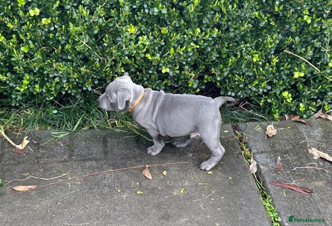 Staffordshire Bull Terrier dogs for sale: Purebred blue Staffordshire Bull terrier puppies - Image 5