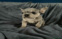 Mixed Breed dogs for sale: Beautiful spotty babies - Image 7