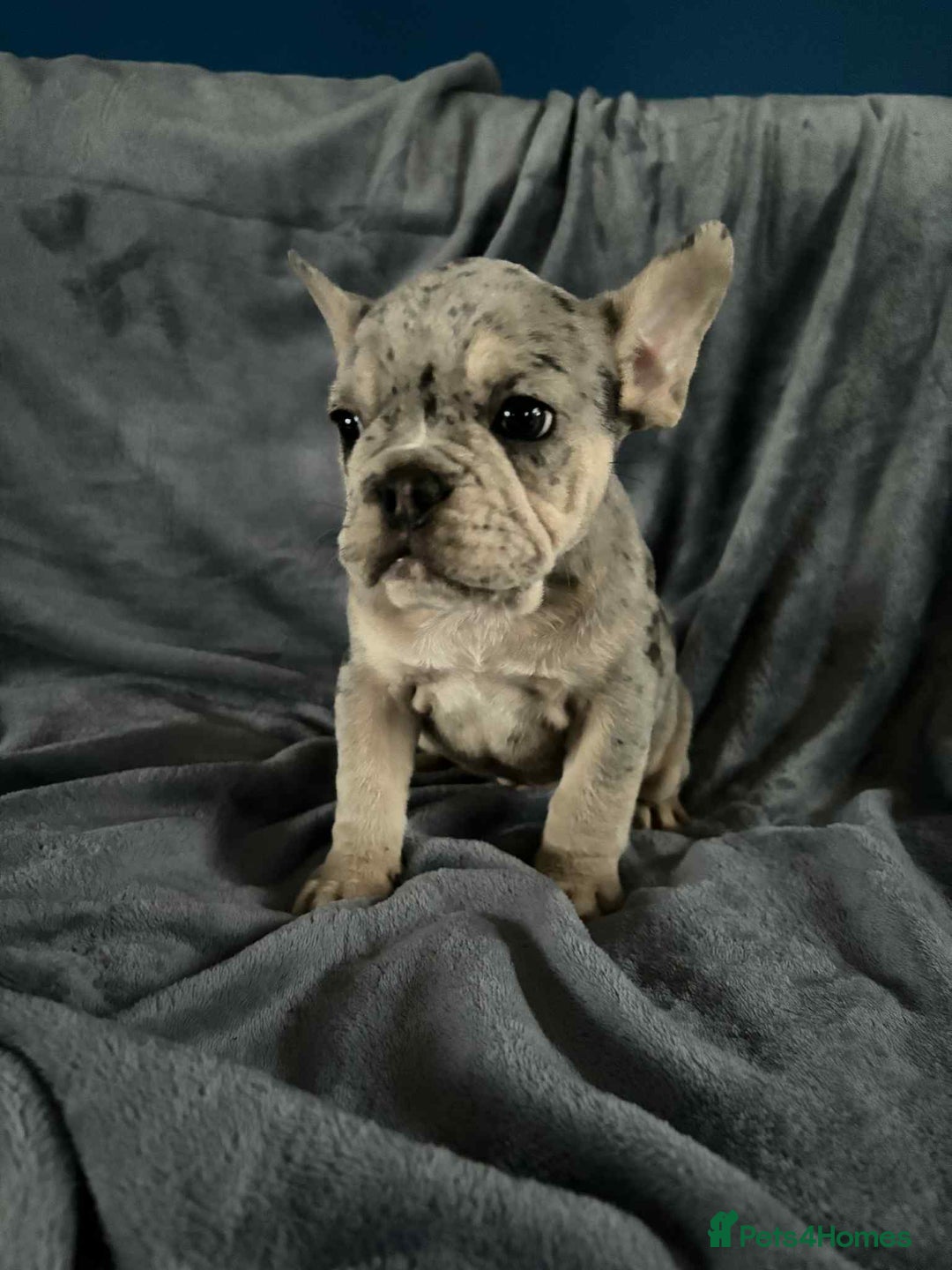 Mixed Breed dogs for sale: Beautiful spotty babies - Image 7