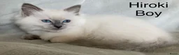 Ragdoll cats for sale: Beautiful GCCF Pedigree Ragdoll Kittens - Advert 8