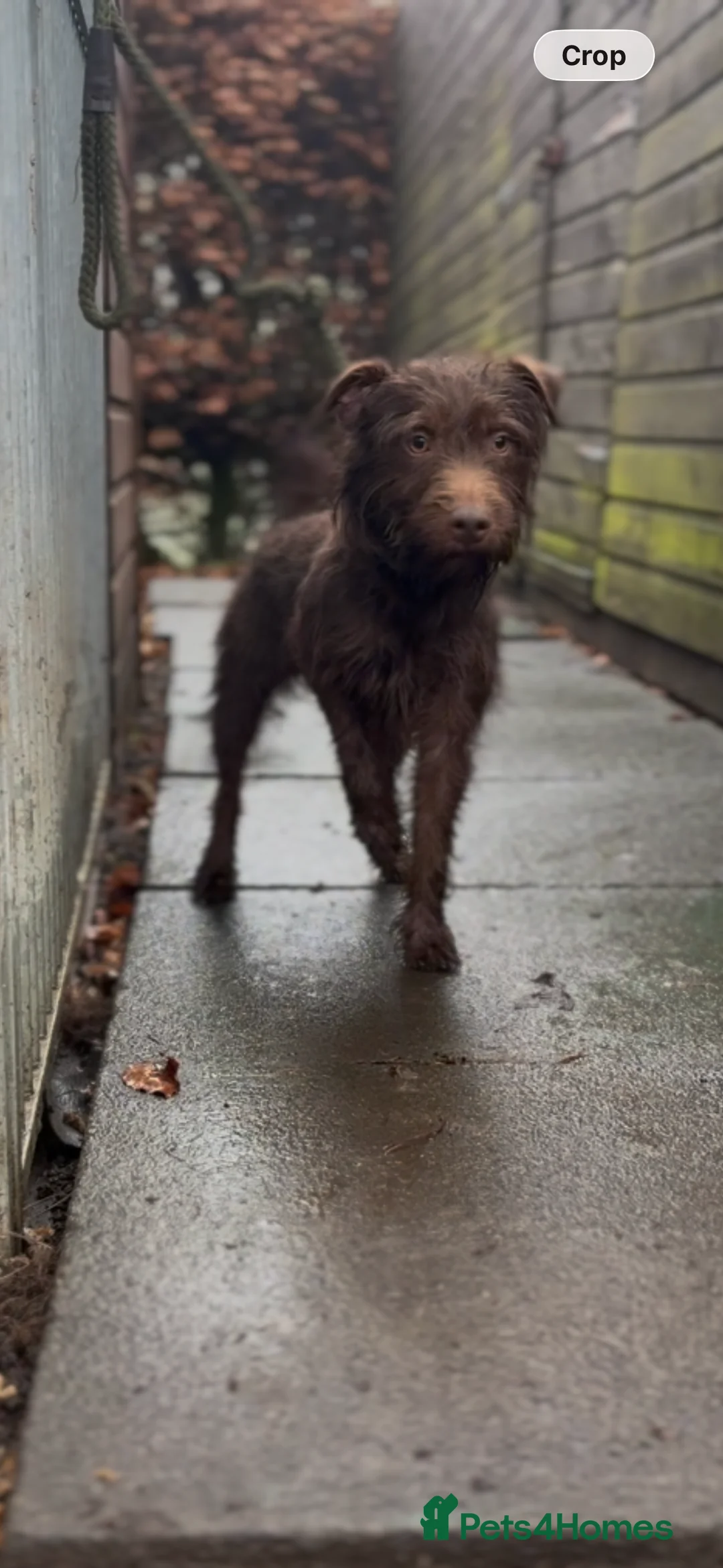 Patterdale Terrier dogs for sale: Patterdale Dog - Advert 2