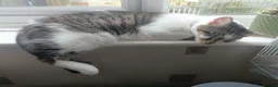 Mixed Breed cats for sale: Meet Socks  - Advert 7