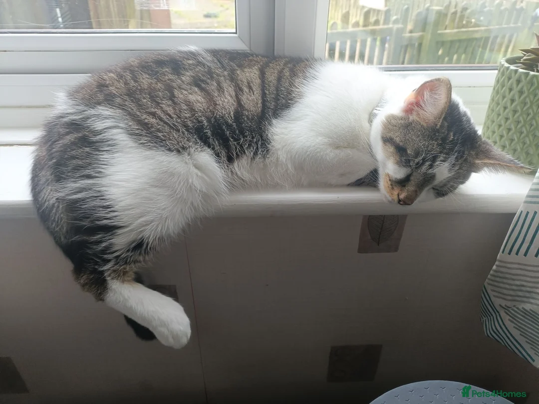 Mixed Breed cats for sale: Meet Socks  - Advert 7