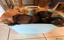 Cocker Spaniel dogs for sale: Cocker spaniel puppies, Ready Now..!! - Image 4