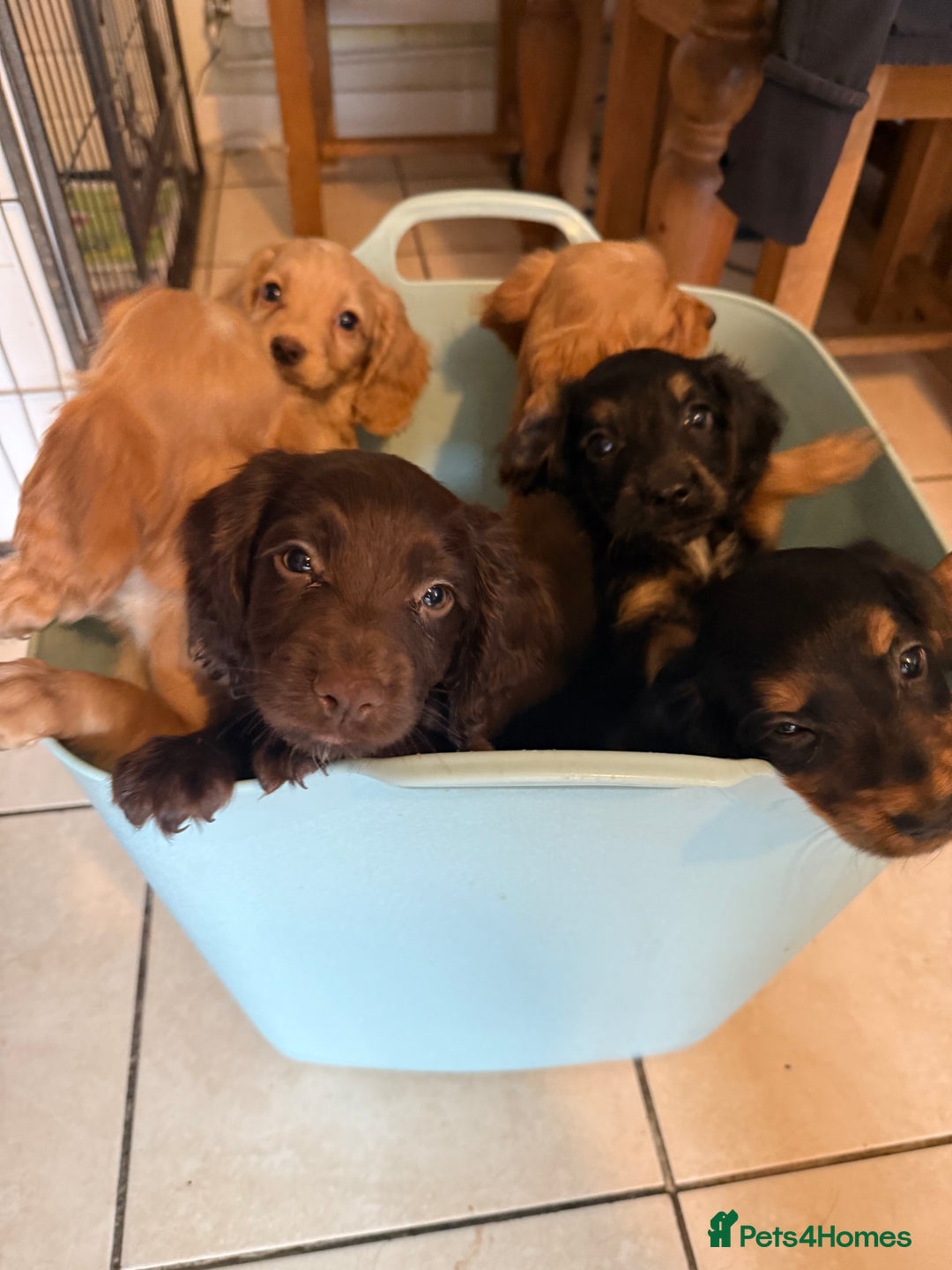Cocker Spaniel dogs for sale: Cocker spaniel puppies, Ready Now..!! - Image 4