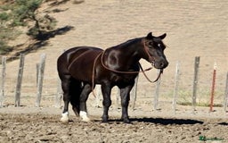 American Quarter horses for sale: Black Quarter Horse "BlackJack" - Image 1