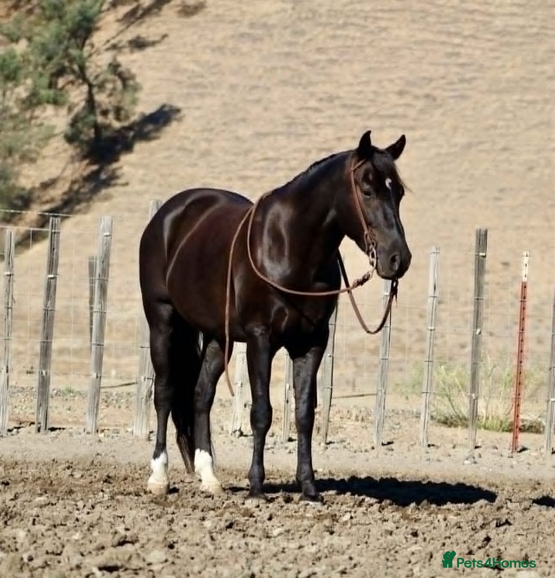 American Quarter horses for sale: Black Quarter Horse "BlackJack" - Image 1