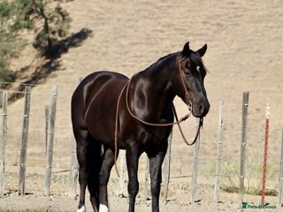 American Quarter horses - Advert 8