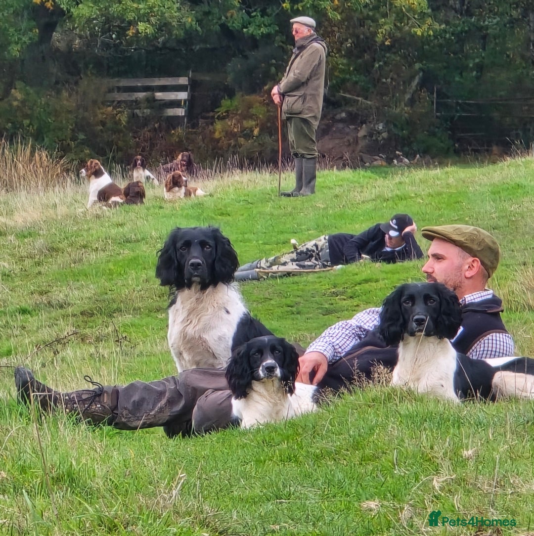 English Springer Spaniel dogs for sale: Part Trained Gun Dog  - Advert 4