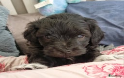 Maltipoo dogs for sale: Rare F2 Toy Maltipoos, DNA Clear + Basic Training - Image 21