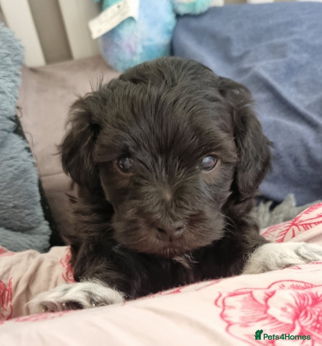 Maltipoo dogs for sale: Rare F2 Toy Maltipoos, DNA Clear + Basic Training - Image 21