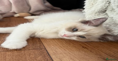 Ragdoll cats - Advert 1