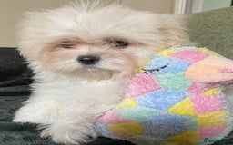 Maltipoo dogs for sale: maltipoo puppies for sale  - Image 10