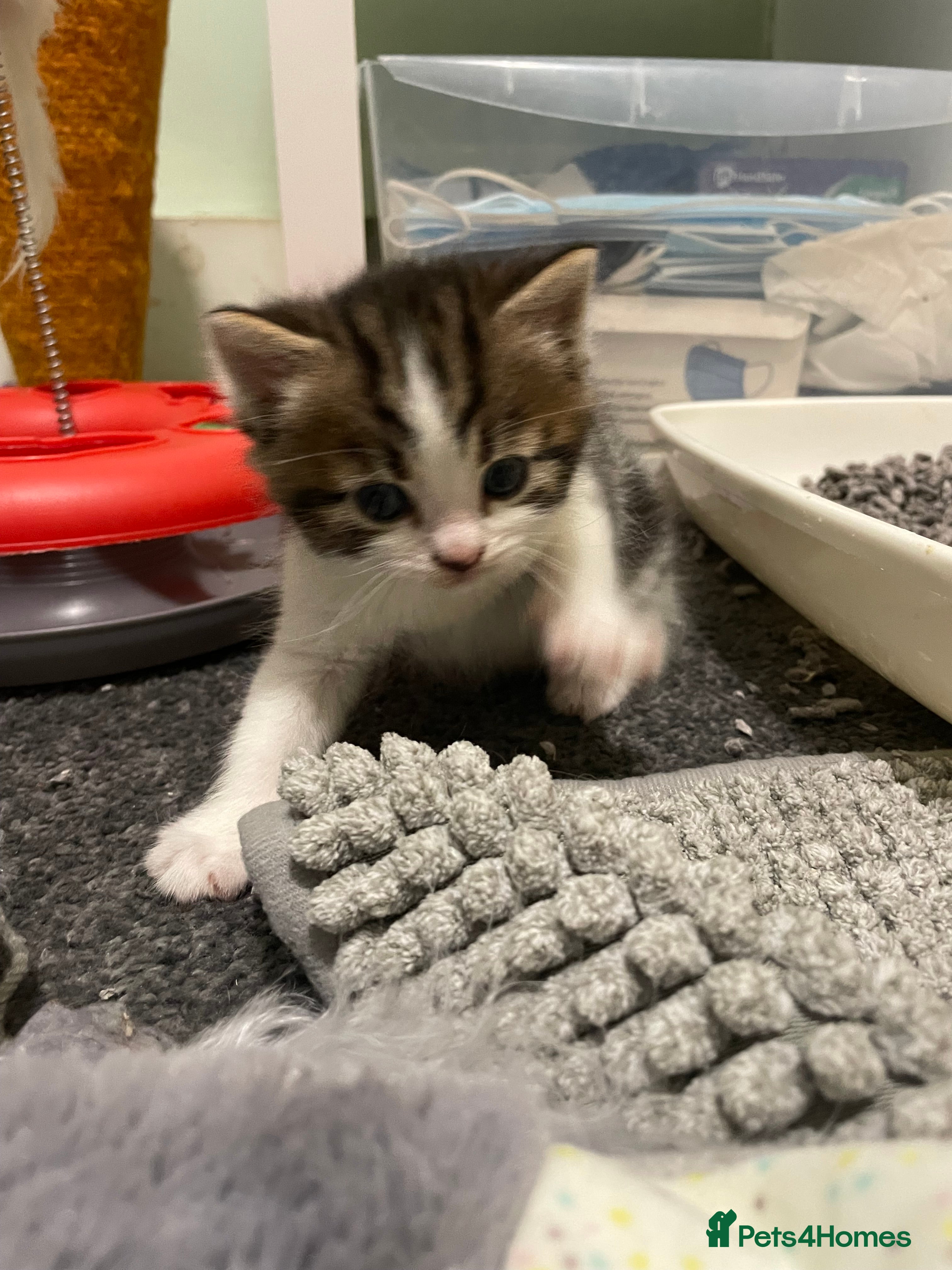 Domestic Shorthair cats Beautiful kittens for sale  - Advert 4