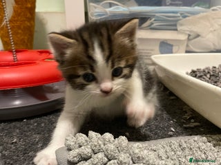 Domestic Shorthair cats Beautiful kittens for sale - Advert 5