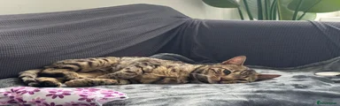 Bengal 1