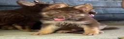 German Shepherd dogs for sale: CHOCOLATE AND TAN LONG COATED GERMAN SHEPARDS  in West Malling - Advert 34