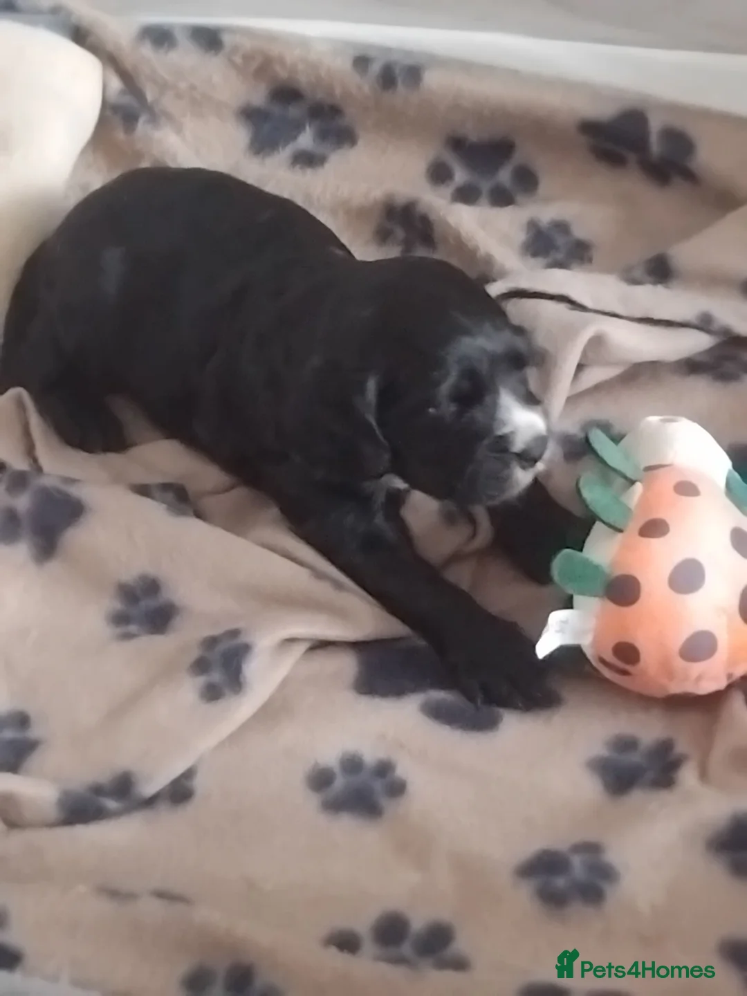 Sprocker dogs for sale: Sprocker puppies  - Advert 24
