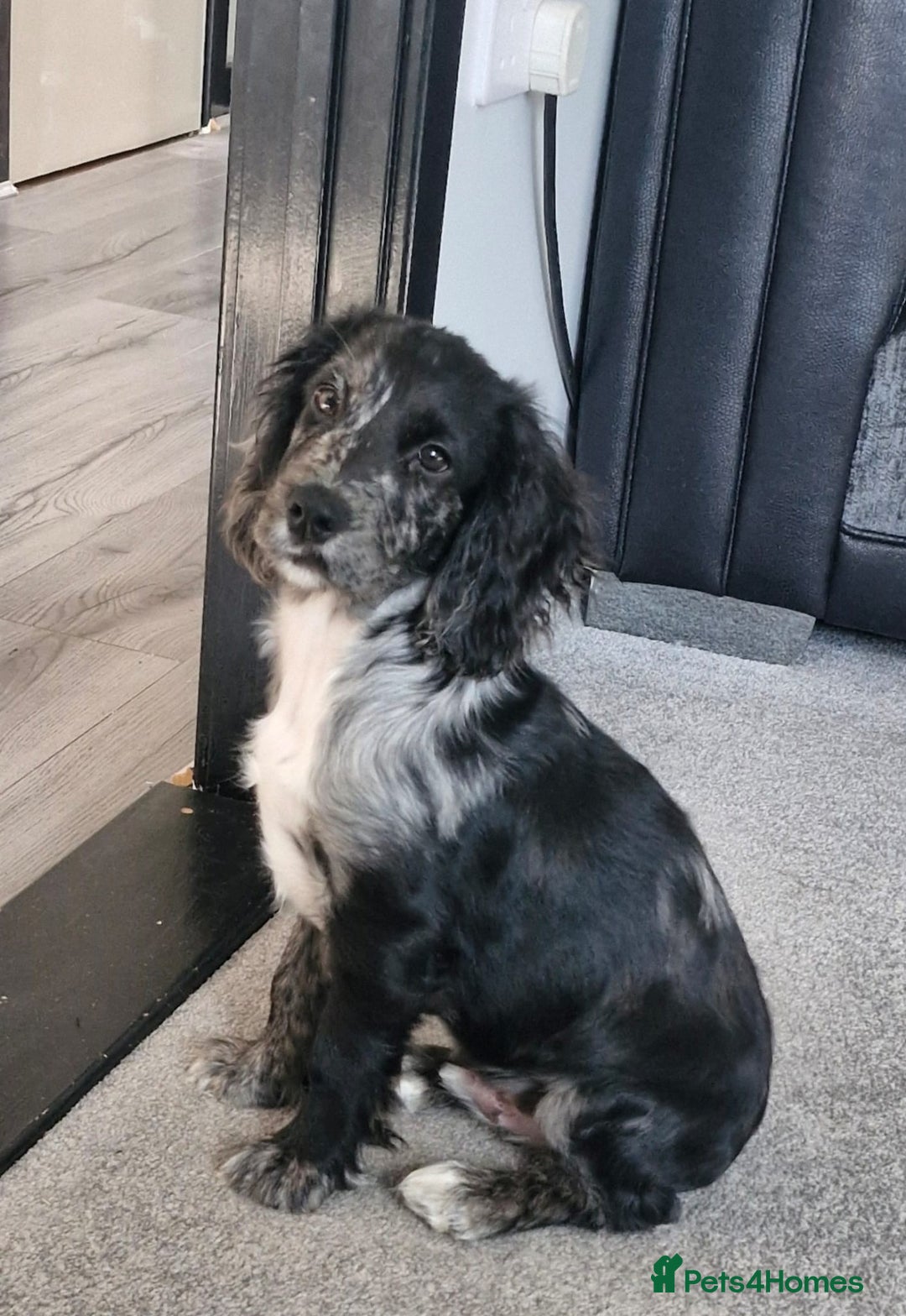 Cocker Spaniel dogs for sale: Male cocker spaniel  - Advert 4