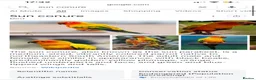 Mixed Breed birds for sale: Beautiful Hand-Reared Sun Conure Babies – Weaned  - Advert 18
