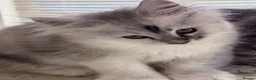 Maine Coon cats for sale: Pedigree Maine Coon Kittens from the Shaded line  - Advert 7