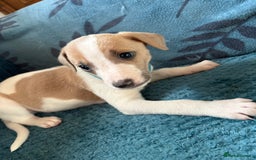 Whippet dogs for sale: 8 WHIPPET PUPPIES   - Image 25