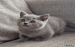 British Shorthair cats for sale: PEDIGREE BRITISH SHORTHAIR KITTENS - Image 2