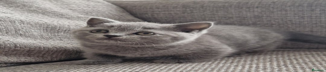British Shorthair Kitten Girl