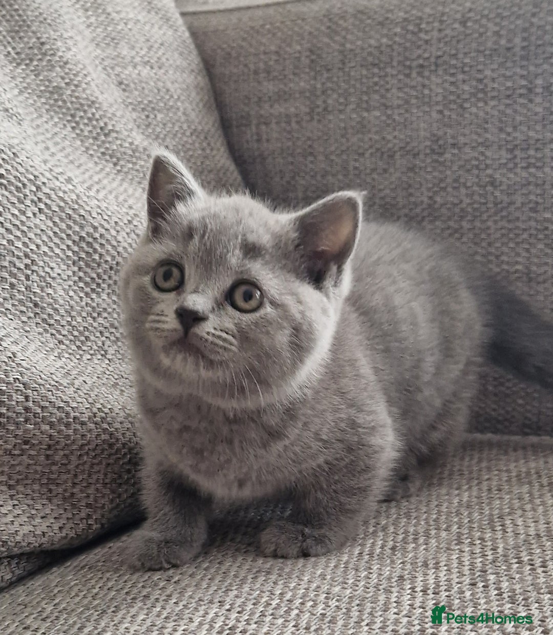 British Shorthair cats for sale: PEDIGREE BRITISH SHORTHAIR KITTENS - Image 2