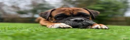 Boxer dogs for stud: Handsome Purebred Boxer – Puppy Back Deal Offered - Advert 13