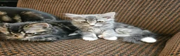 Mixed Breed cats for sale: Amazing kittens - Advert 3