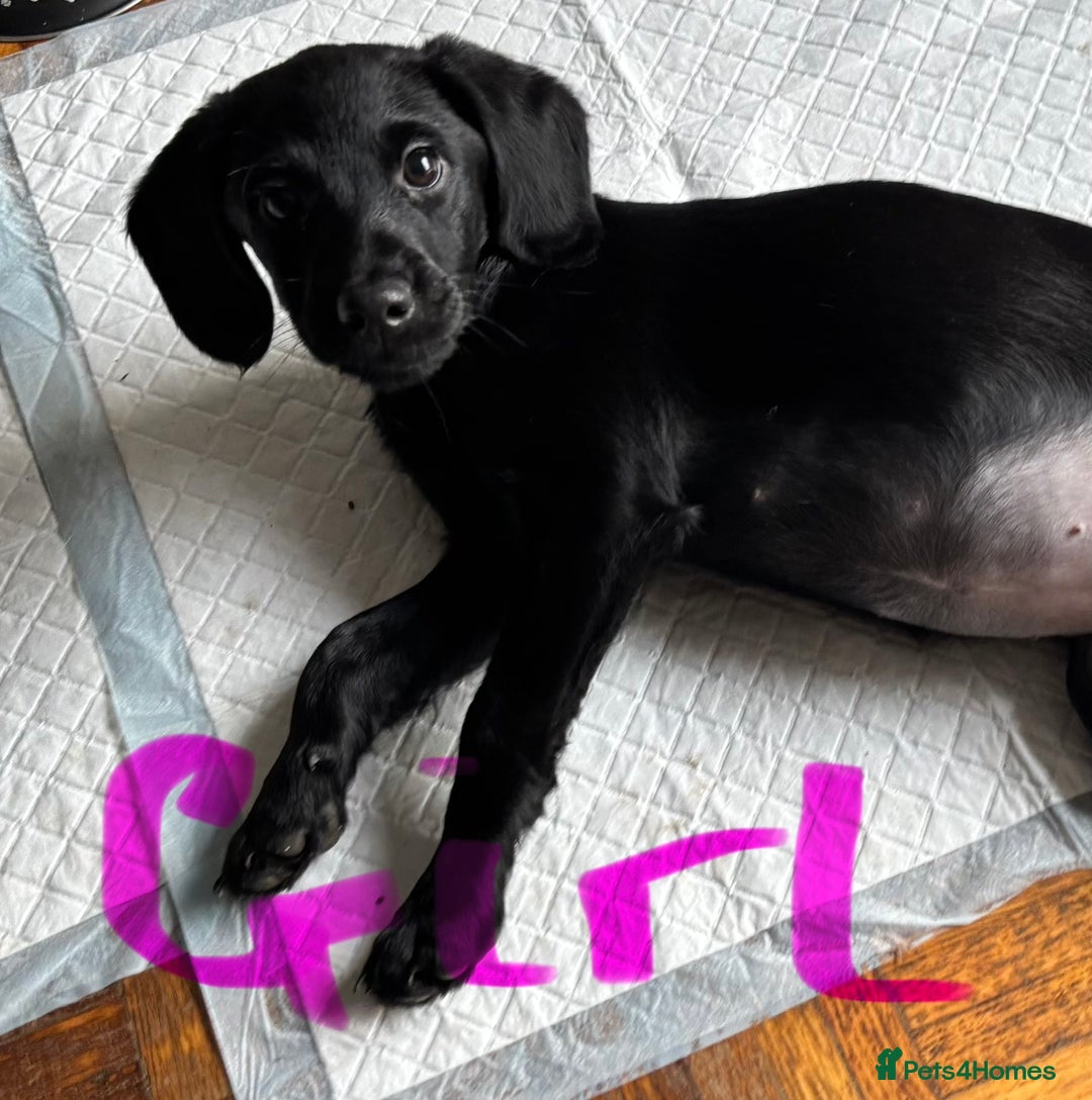 Mixed Breed dogs for sale: 1 Girl and 2 Boys mini labradoodles puppy’s left - Advert 3