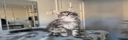 Maine Coon cats for sale: GCCF-registered Maine Coon kittens. - Advert 9