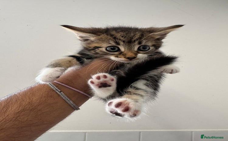 Mixed Breed cats - Advert 13