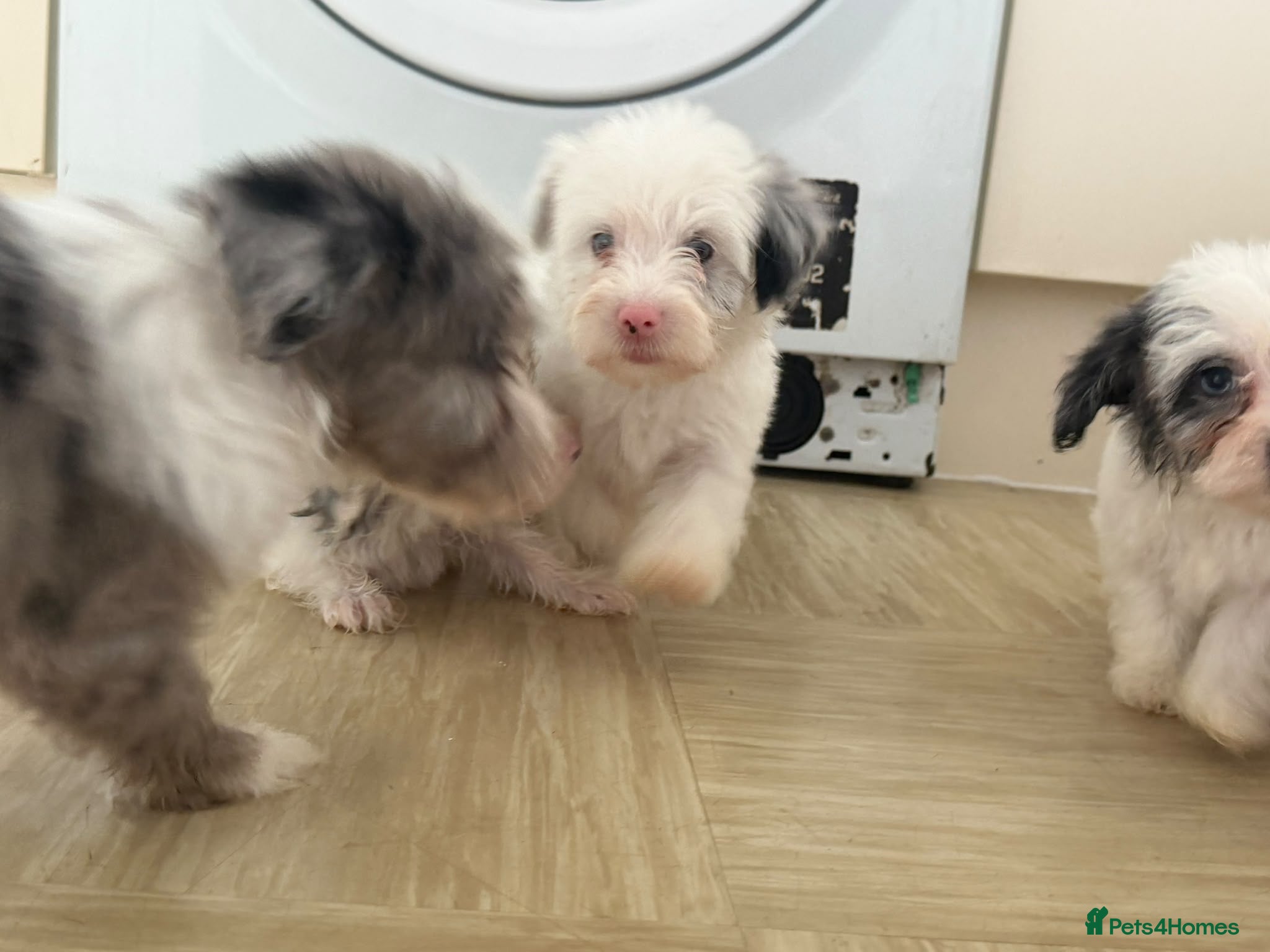 Yorkiepoo dogs Yorkiepoos for sale - Advert 2