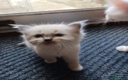 Ragdoll cats for sale: CUTE RAGDOLL KITTENS  - Image 22