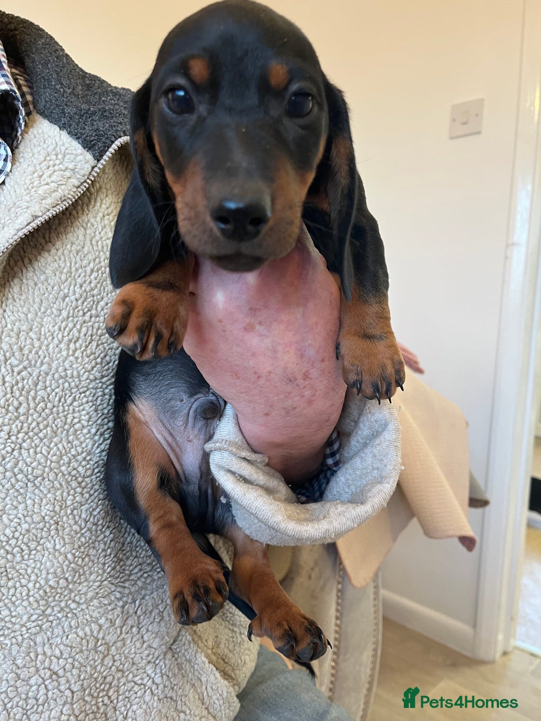 Miniature Dachshund dogs for sale: Miniature dachshunds - Advert 5