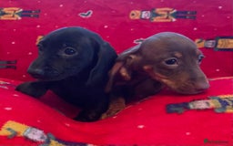 Miniature Dachshund dogs for sale: Miniature Dachshund  - Image 12