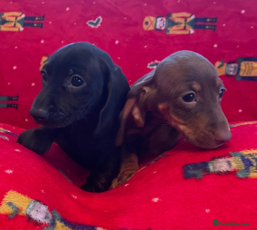 Miniature Dachshund dogs for sale: Miniature Dachshund  - Image 12
