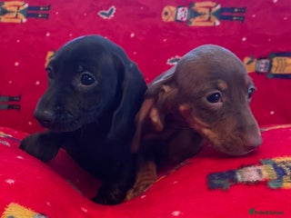Miniature Dachshund dogs - Advert 30