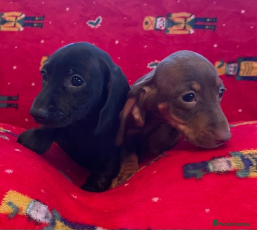 Miniature Dachshund dogs - Advert 10