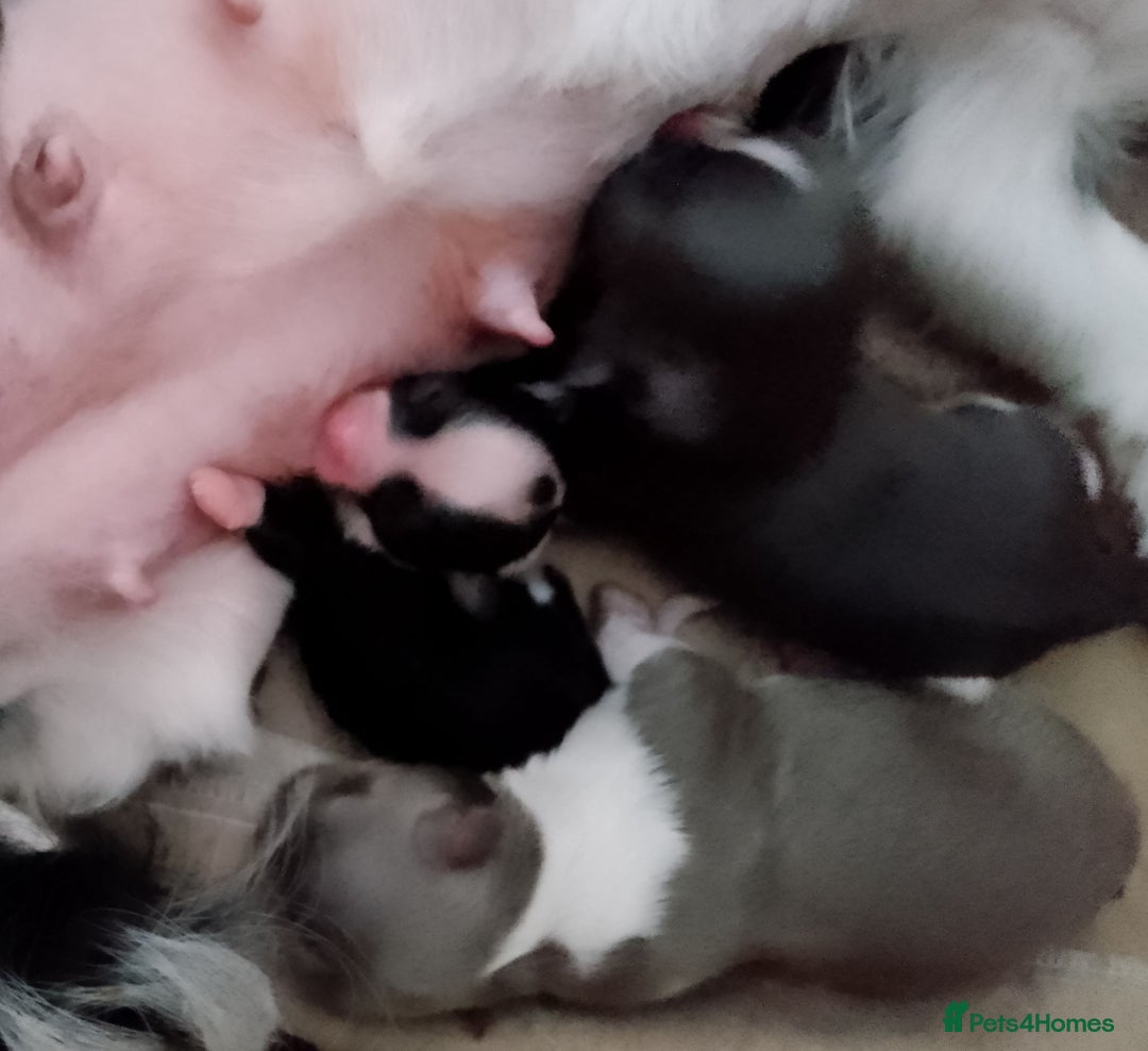 Chihuahua dogs for sale: ✨ Stunning KC long coat BOYS only✨ - Image 10
