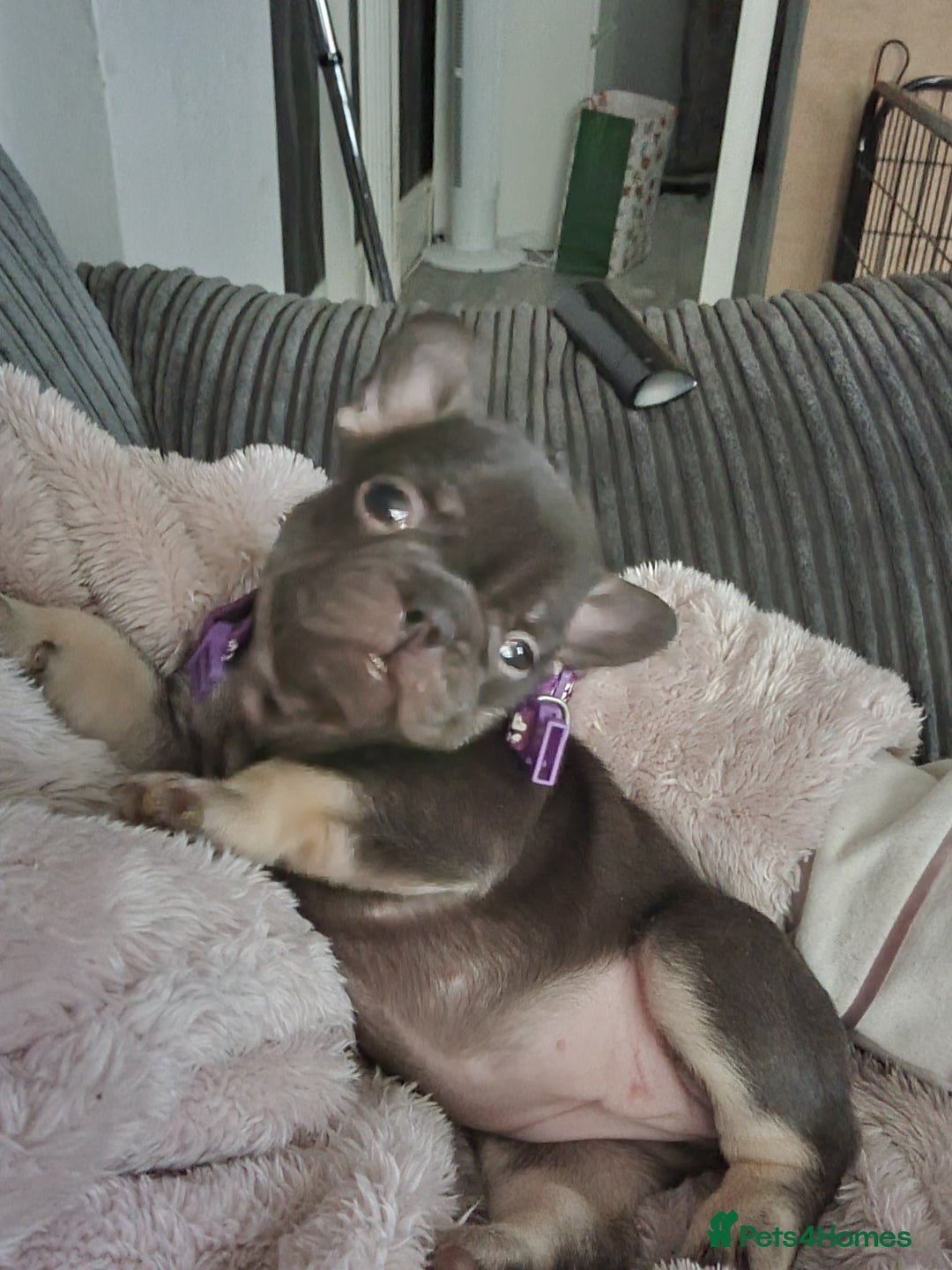 French Bulldog dogs for sale: 6 beautiful French bulldogs  - Advert 6