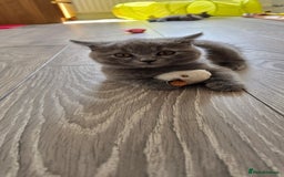 British Shorthair cats for sale: British Blue Shorthair - Image 27