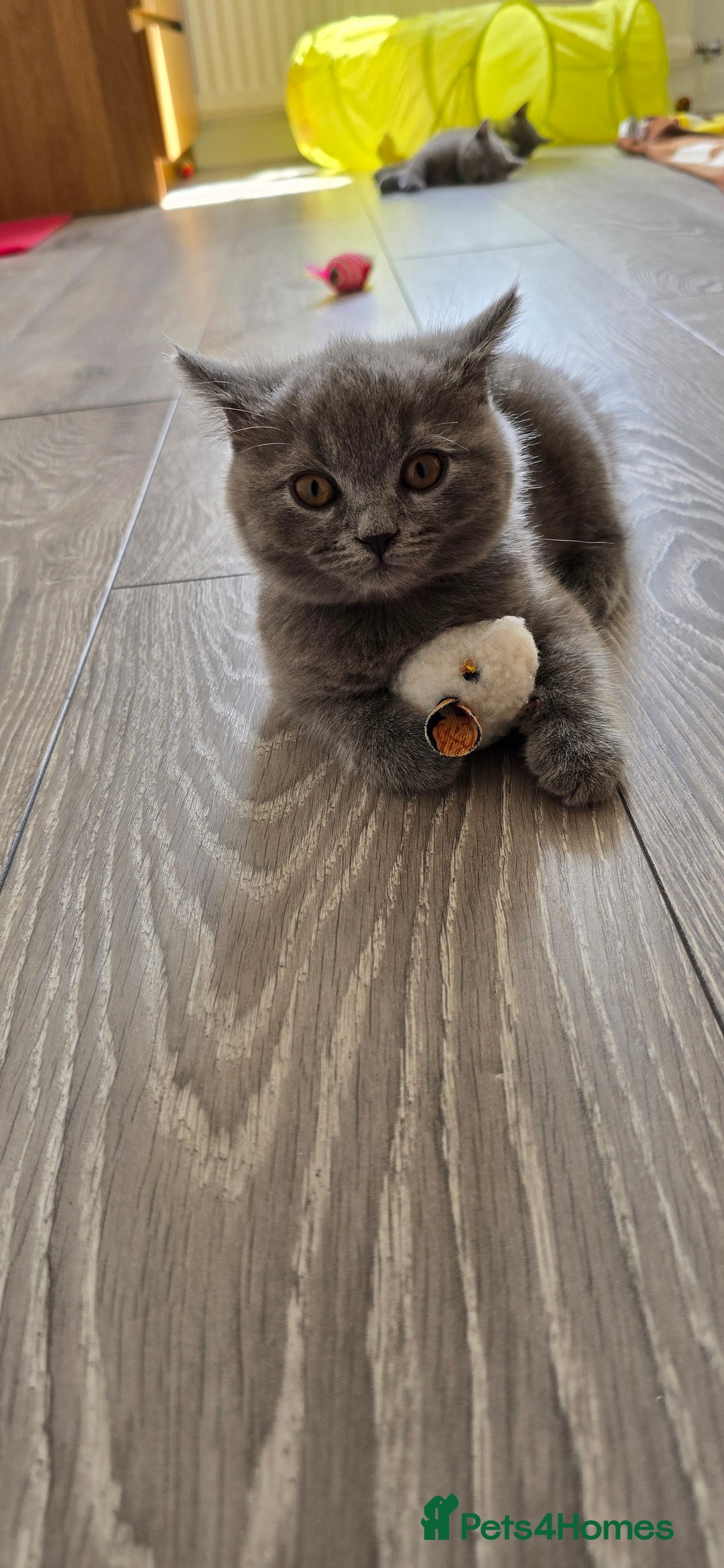 British Shorthair cats for sale: British Blue Shorthair - Image 27