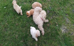 Cockapoo dogs for sale: 💖Beautiful F2B Cockerpoos 💖 - Image 4